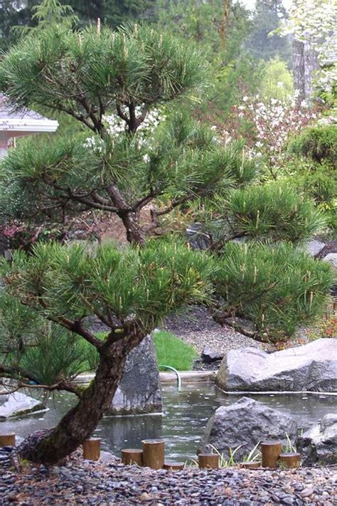 Buy Japanese Black Pine Trees Free Shipping Pinus Thunbergii 3