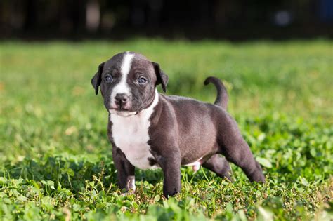 American Staffordshire Terrier Mix Dogappy