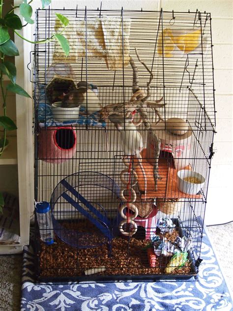 Cage Pour Rat Domestique