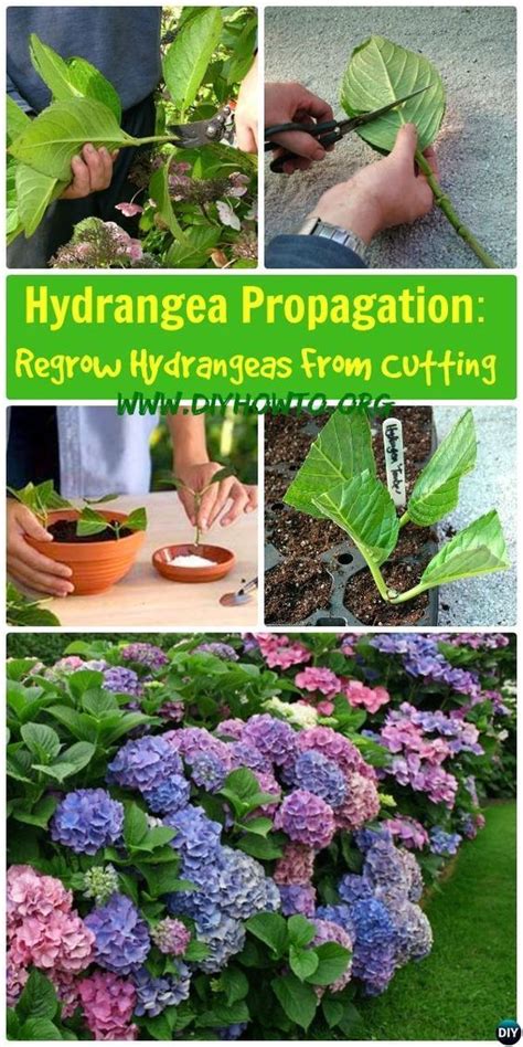 How To Grow Hydrangeas From Cuttings Flowers Growing Hydrangeas