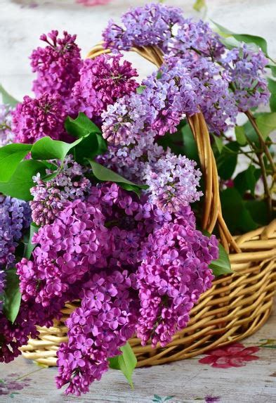 25 Most Beautiful Purple Flowers With Pictures Jessica