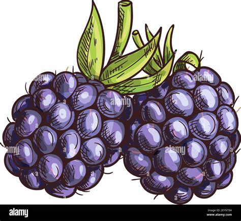 Garden Bramble Berry Isolated Summer Fruit Sketch Vector Blackberry