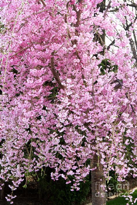 Flowering Willow By Robin Lynne Schwind