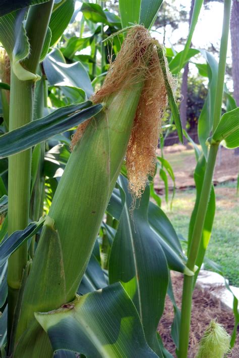 Georgia Home Garden How To Know When Corn Is Ready To Harvest