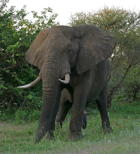 African Bush Elephant Wikipedia