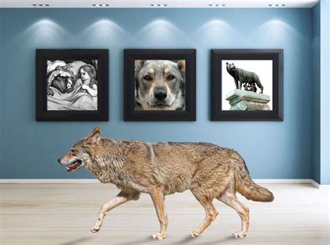Do Wolfdogs Make Good Pets Pets Animal Projects I