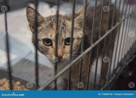 Kitten Looked Out Of The Cage At The Shelter Stock Image Image Of