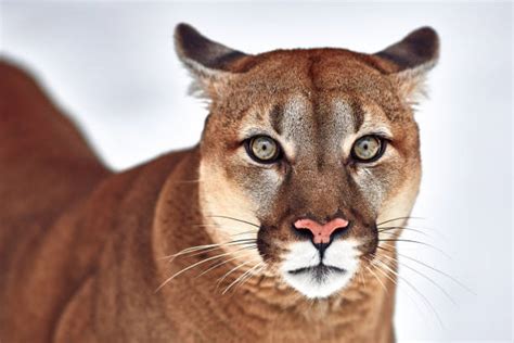 Best Cougar Head Stock Photos Pictures And Royalty Free Images Istock