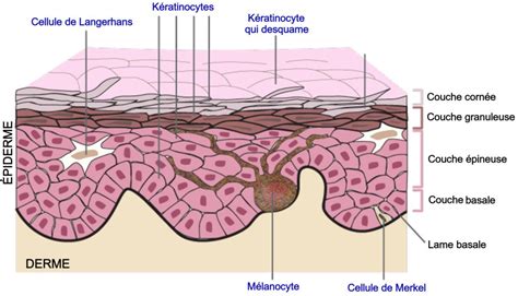 Anatomie Fonctionnelle De La Peau Microbiologiemedicalefr