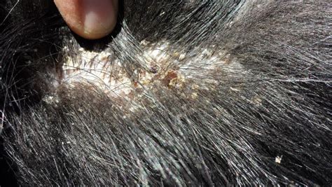 How Do You Treat Dry Flaking Skin On A Dog