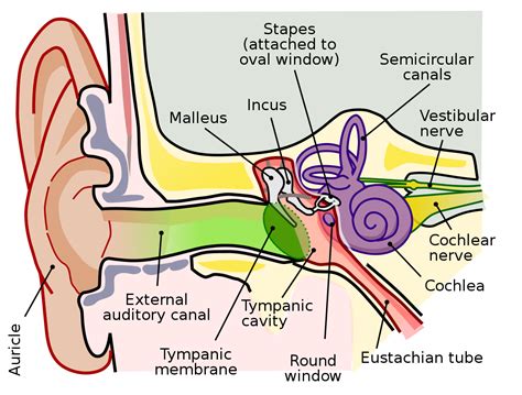 Human anatomy diagram with kidney stones. Middle ear - Wikipedia