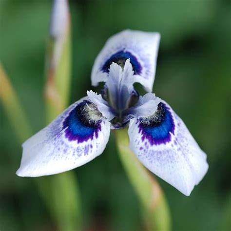 Moraea Iridioides Flower Moraea Is The Flower With The Beauty On The
