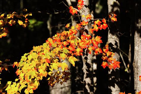 When Autumn Falls Photograph By Garrick Besterwitch