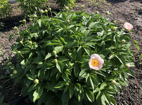 Early White Parkland Peonies