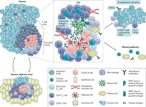 Pdf Tertiary Lymphoid Structures In The Era Of Cancer Immunotherapy