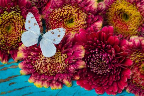 White Butterfly Resting On Gerbera Daisies Photograph By Garry Gay Pixels