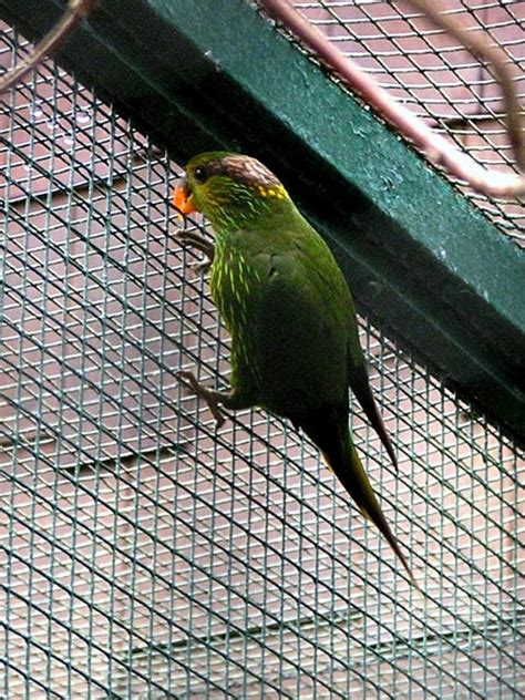 Parrot Encyclopedia Striated Lorikeet World Parrot Trust