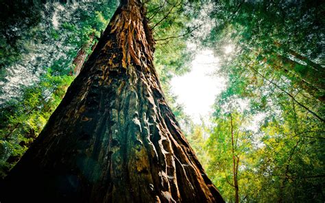 Redwood Forest Wallpapers Wallpaper Cave