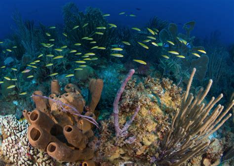 ¿qué Son Los Arrecifes Y Para Qué Sirven Oceana México