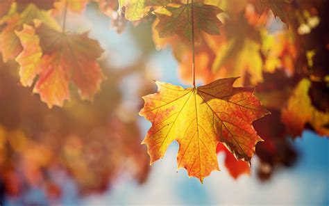 Maple Autumn Leaves Wallpapers Wallpaper Cave