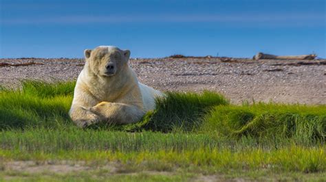 Adorable Tundra Animals The Canadian Arctic Comes To Life Polar