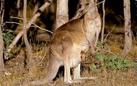 A Peek Inside Marsupial Pouches