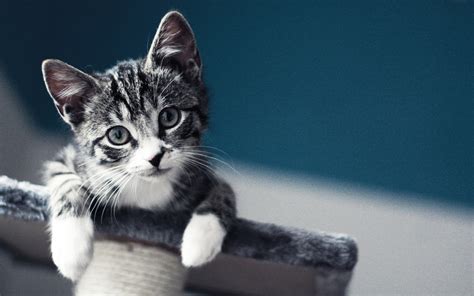 Wallpaper Monochrome Macro Blurred Baby Kittens Whiskers Pet