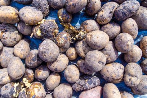 Poorly Preserved Potatoes Lying In The Sun During Winter Stock Image