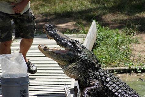 Disney Alligator Update Firefighters Caught Feeding Gators Near Disney