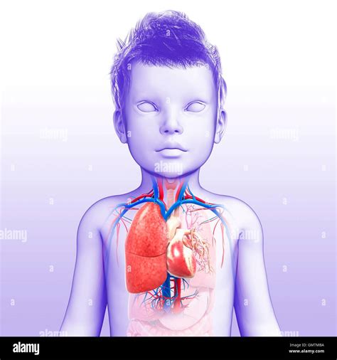 Illustration Of A Childs Heart Lung Respiratory System Stock Photo Alamy
