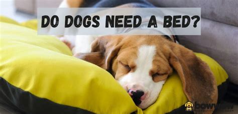 Do Dogs Need A Bed We Reveal The Answer Bowwowtech
