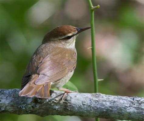 These 33 Birds In Virginia Will Leave You In Awe