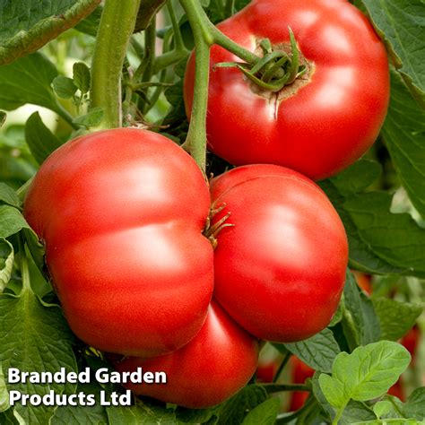 Tomato Crimson Blush Blight Resistant F1 Rose Crush Seeds