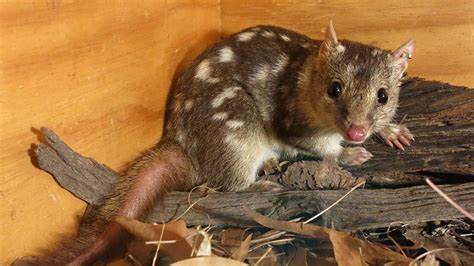 Northern Quolls Abc Iview