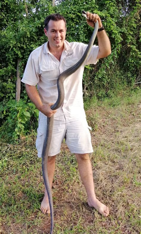 Massive Black Mamba In Durban Gives Nick A Run For His Money