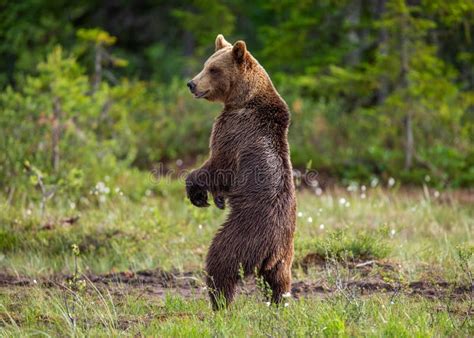 Brown Bear In A Forest Glade Is Standing On Its Hind Legs Stock Photo