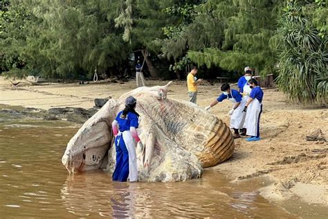 Bangkok Post Dead Whale Found In Phuket