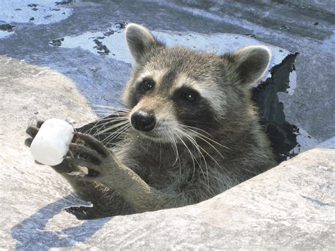 A baby raccoon which needs milk is only found to be fed with its mother's milk. Raccoon Photograph - This one tore a hole in roof ducts.