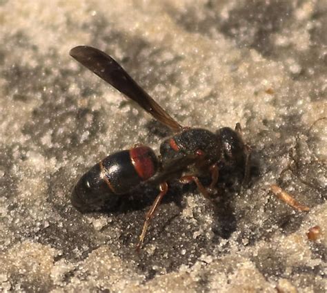 Black And Dark Red Wasp Parancistrocerus Histrio Bugguidenet