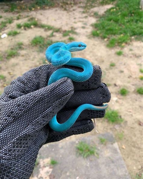 Blue Pit Viper Trimeresurus Insularis Pet Snake Baby Reptile Cute