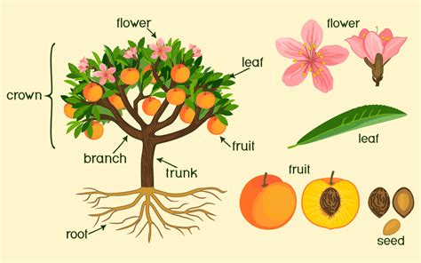 Class Morphology Of Flowering Plants Ncert Notes Leverage Edu