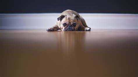 Fawn Pug Wallpaper 4k On The Floor Pet Dog Stare