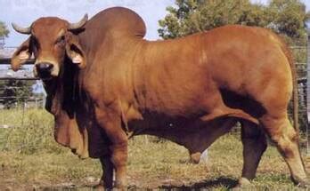 All our cattle are current on vaccines and health tested too. Brahman Cattle for Sale on Engormix. (Ref 34184)