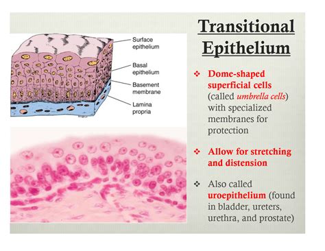 Transitional Epithelium Anatomy And Physiology Histol