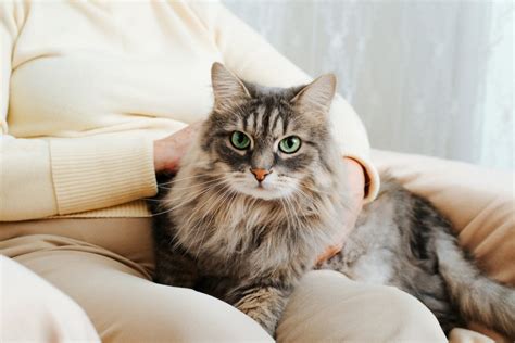 Cat Adoption A Guide To Bringing Home An Adult Cat