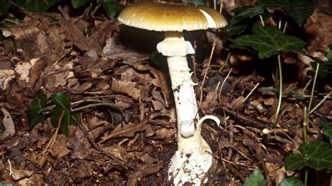 Most Poisonous Mushrooms In North America All Mushroom Info
