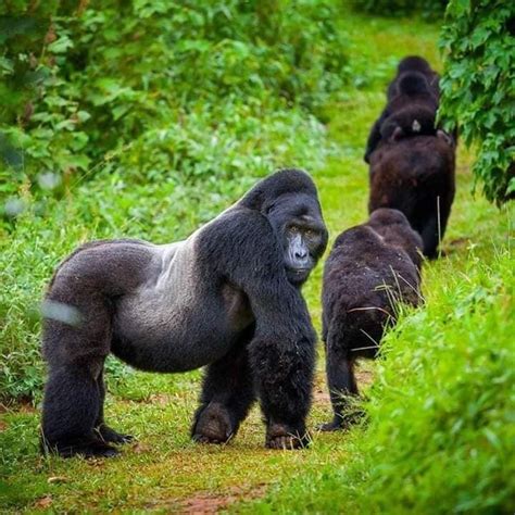 7 Days Rwanda Uganda Gorilla Trekking Uganda Safaris Holiday