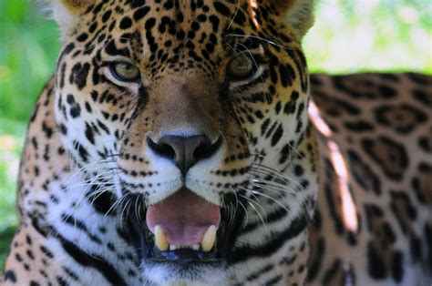 The jaguar is the largest feline on the american continent, and is the only one of the world's 'big' cats to be found in the new world. An animal under threat: the mysterious symbolism of the jaguar