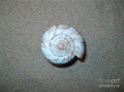 Awesome Detailed Image Of Seashell Spiral Photograph By Joney Jackson