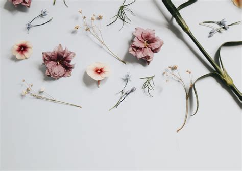 Incomparable Minimalist Aesthetic Flower Desktop Wallpaper You Can